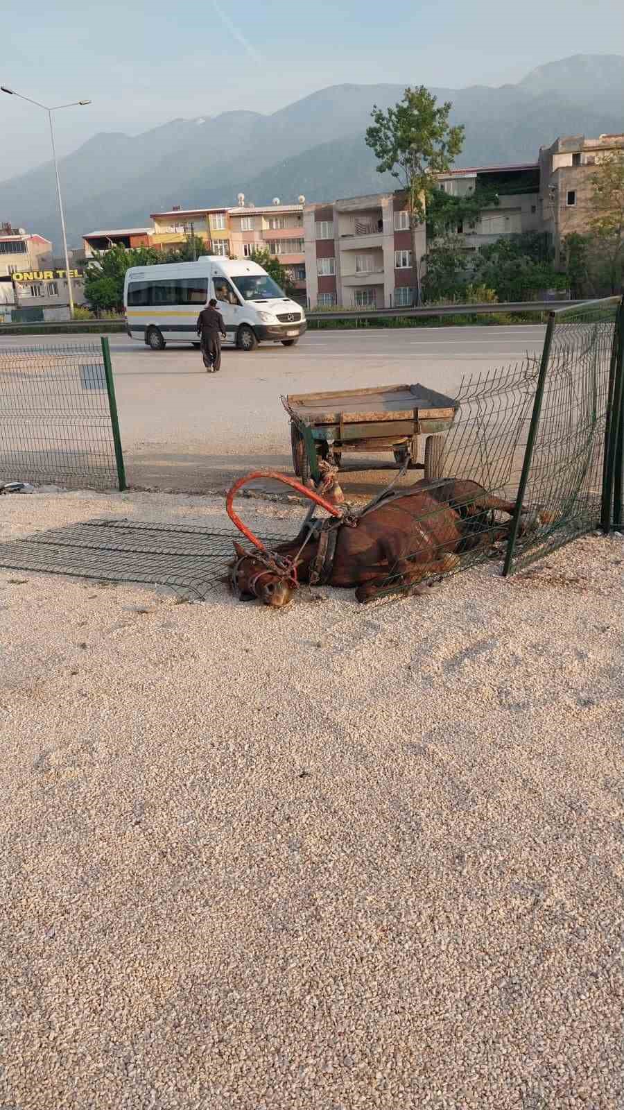 Bursa’da başıboş at böyle kaza yaptı, telef oldu