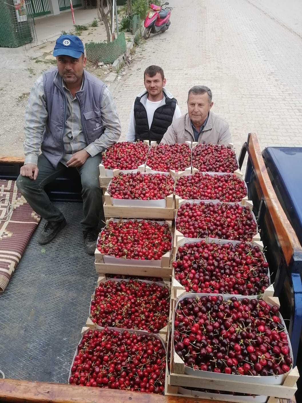 Bursa’da kiraz hasadı başladı