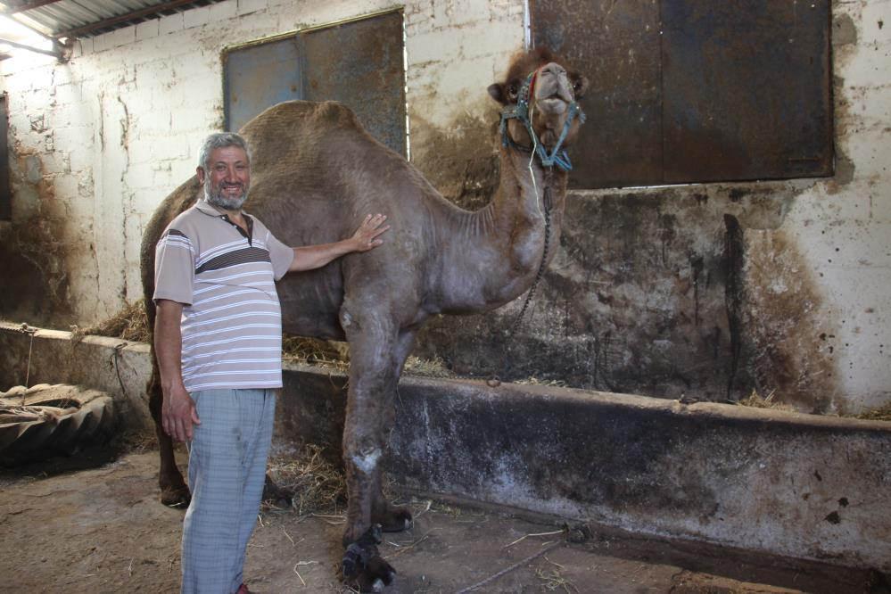 Otomobil fiyatına kurbanlık develer 'yok' satıyor