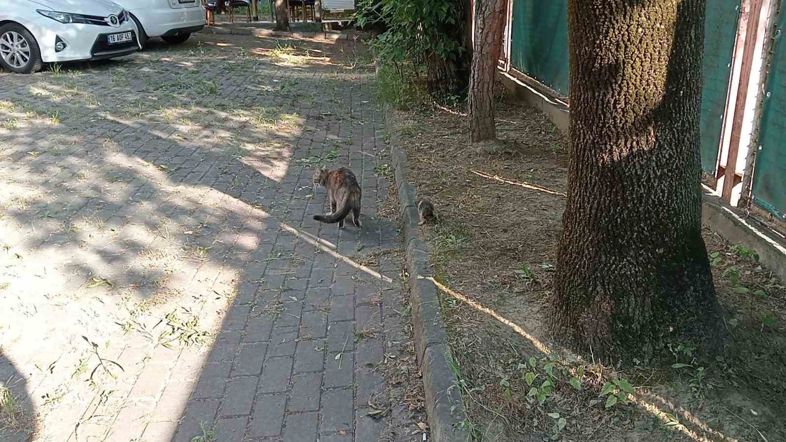 Yağmur borusuna sıkışan kedi 5 saatte kurtarıldı