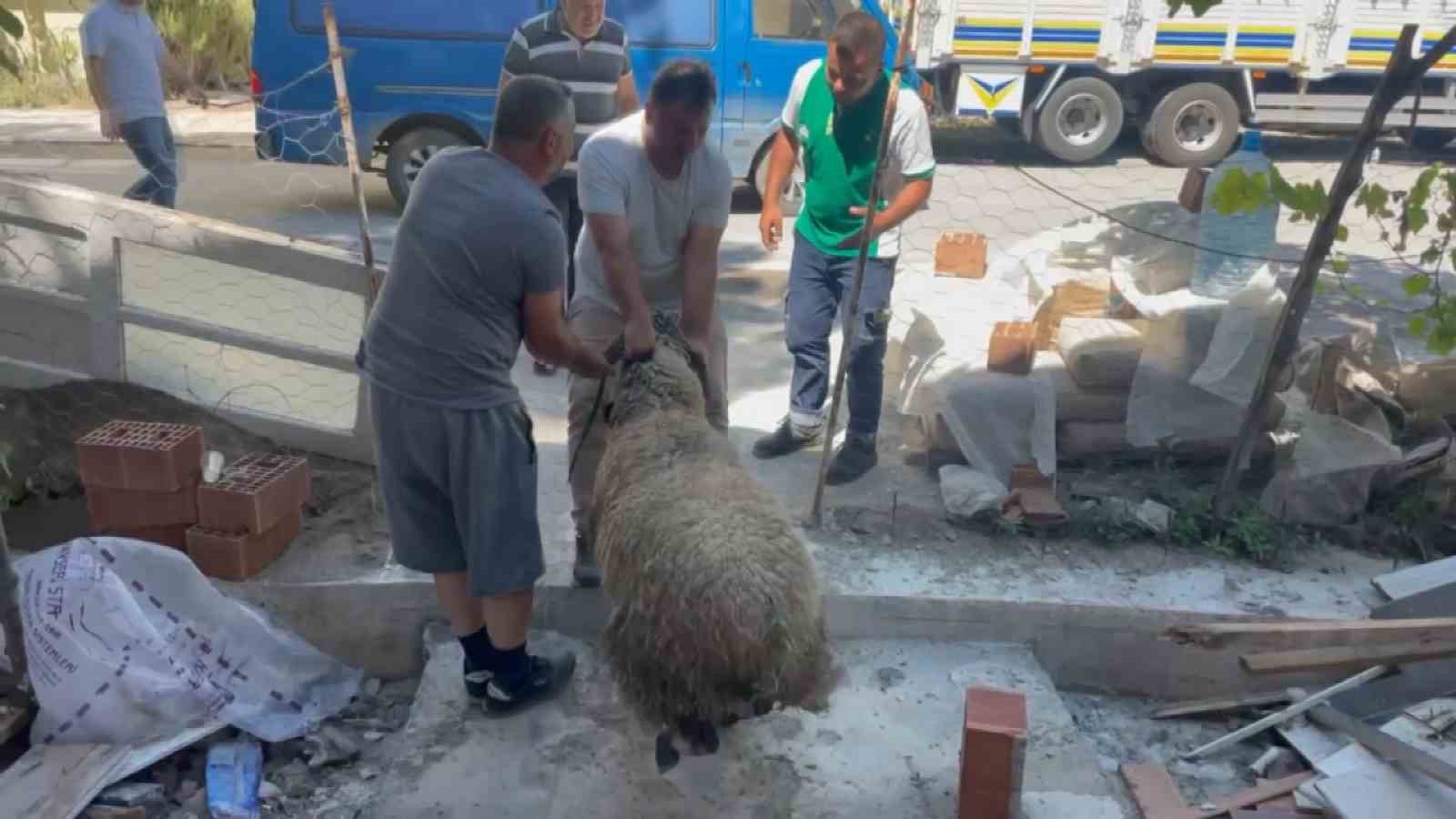 Bursa’da kurbanlık koç trafiği birbirine kattı