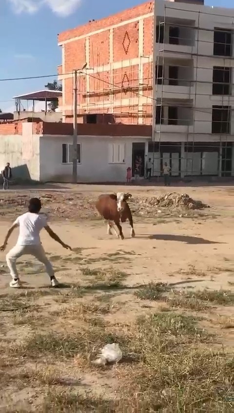 Kaçan kurbanlık boğa ortalığı birbirine kattı