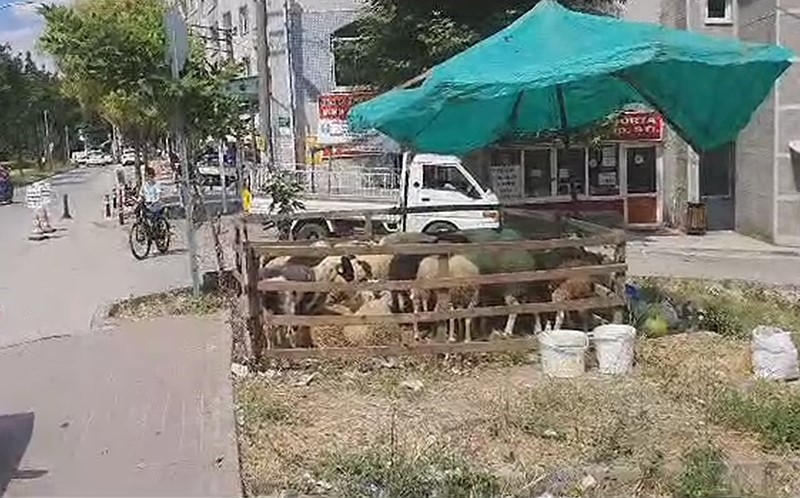 Mahalle arasında kurban satışına izin yok