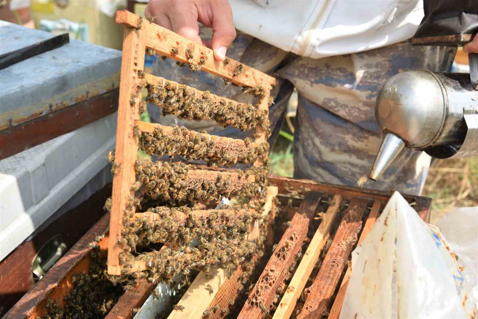 ’Beyaz altın’ın kilosu 15 bin liradan satılıyor