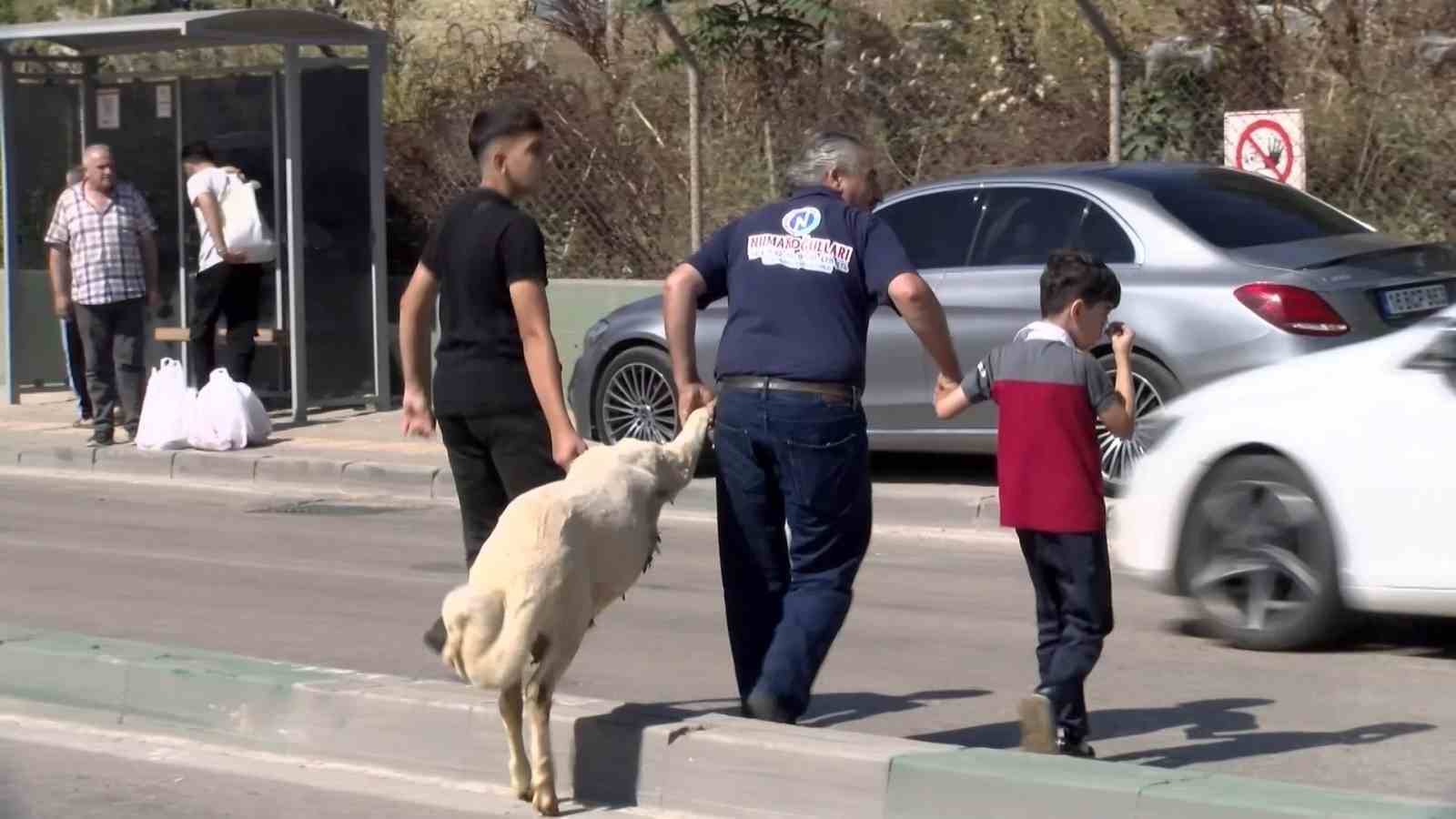 Kurbanlığı ayaklarından tutup çocuk gibi yürüttüler