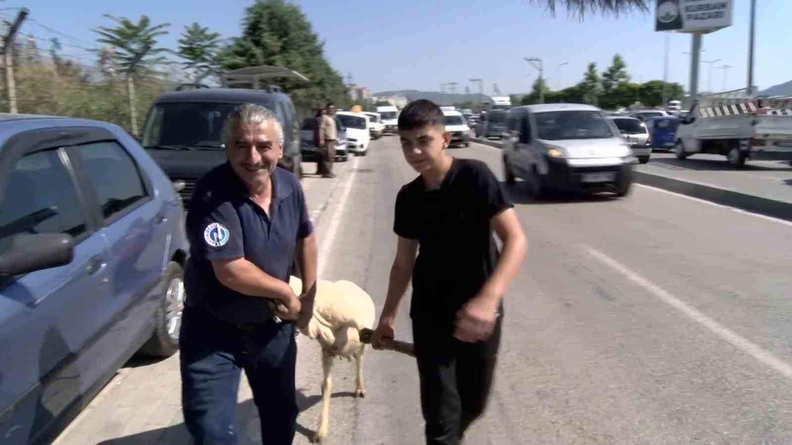 Kurbanlığı ayaklarından tutup çocuk gibi yürüttüler