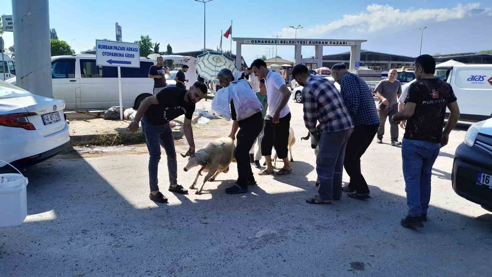 Kurbanlığı ayaklarından tutup çocuk gibi yürüttüler