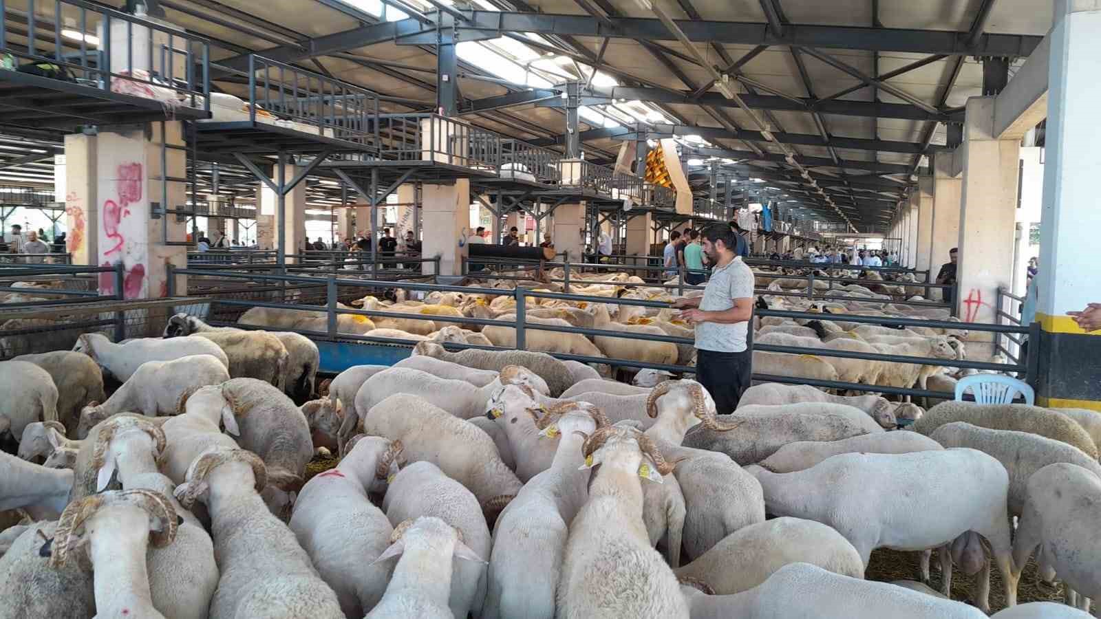 Kurbanlığı ayaklarından tutup çocuk gibi yürüttüler