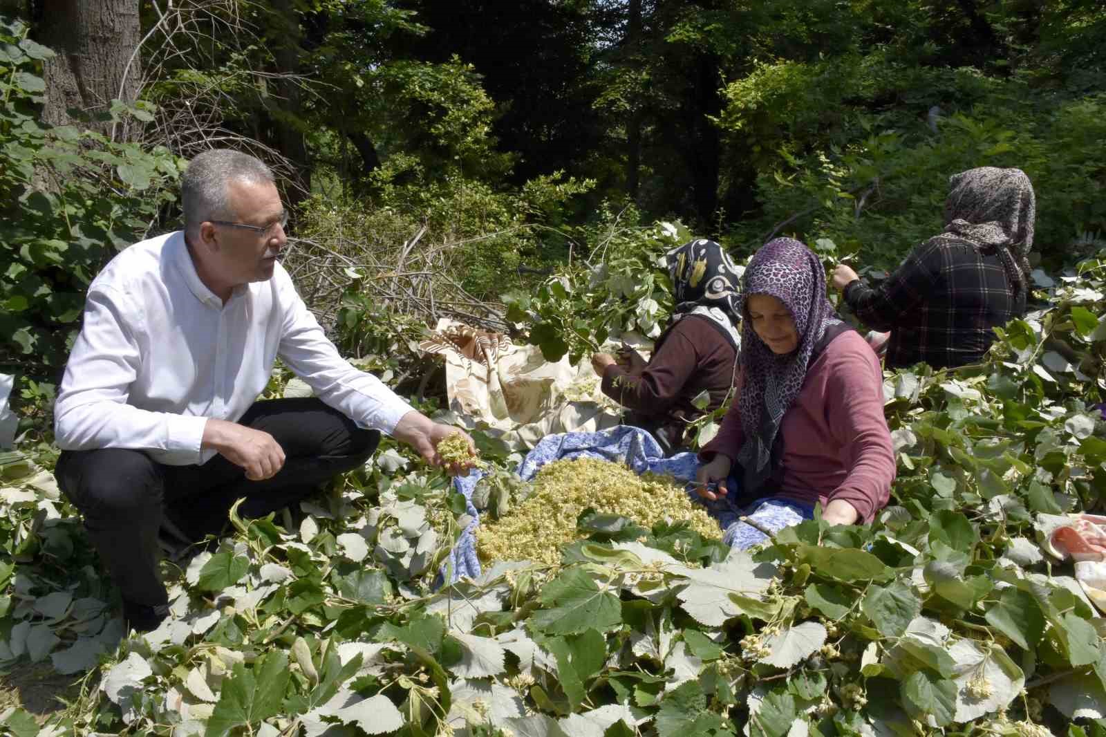 Karacabey’in dünyaca ünlü ıhlamur ormanlarında hasat başladı