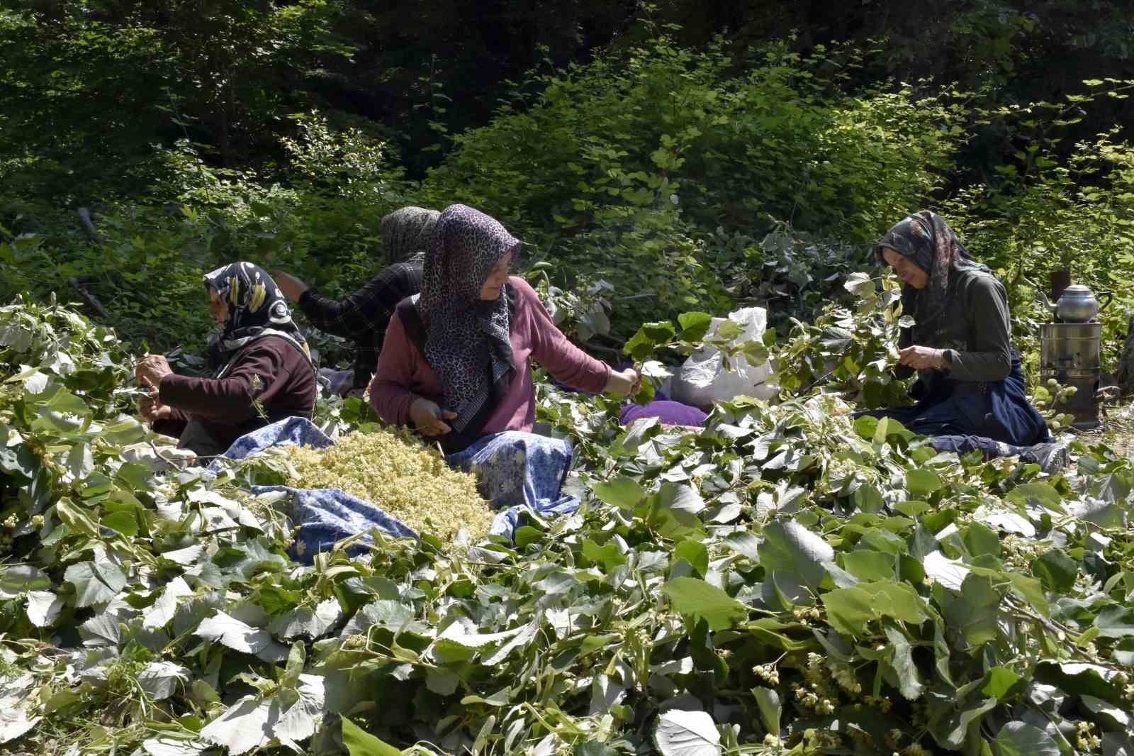 Karacabey’in dünyaca ünlü ıhlamur ormanlarında hasat başladı