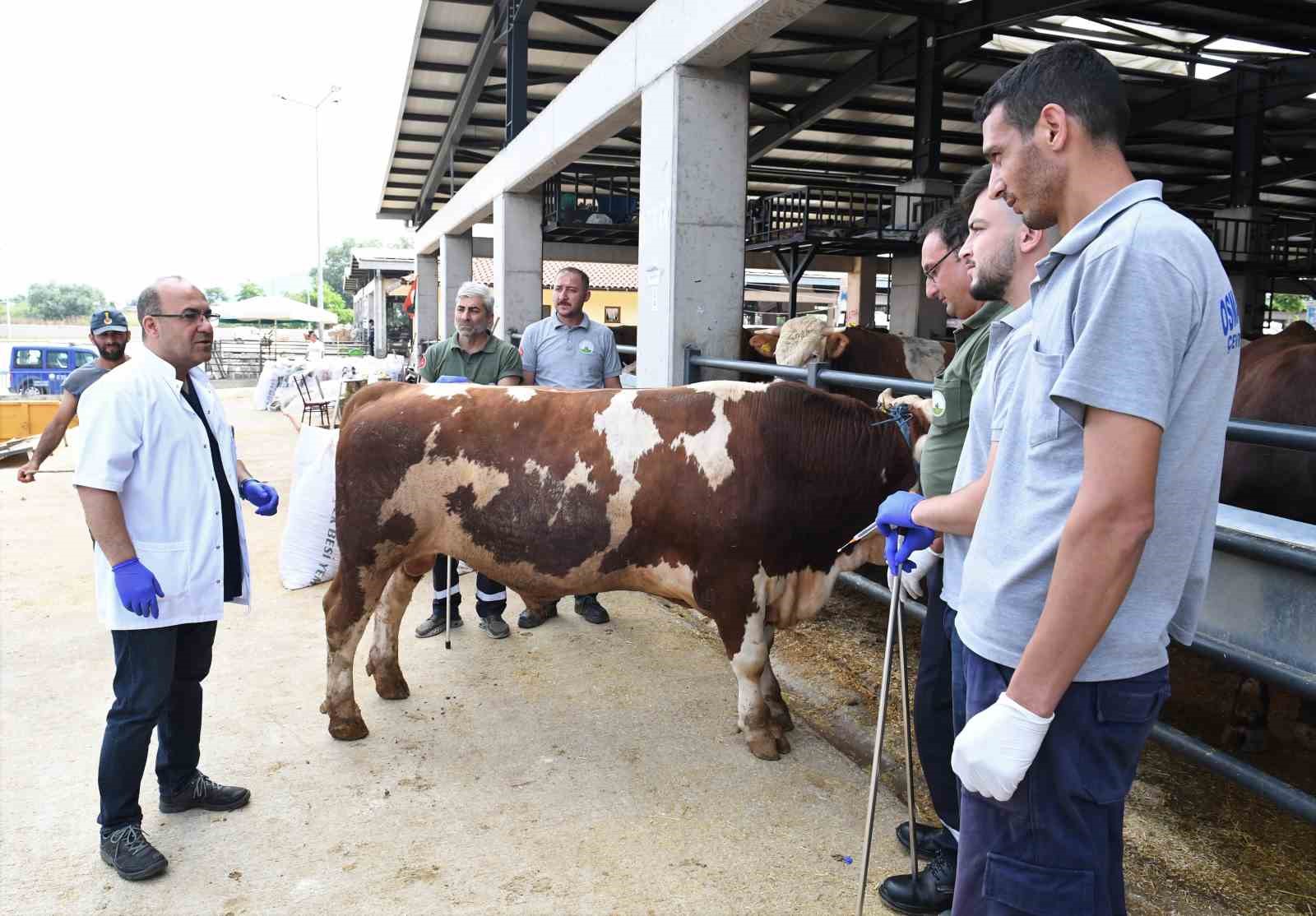 Osmangazi’de kurban yakalama timleri göreve hazı