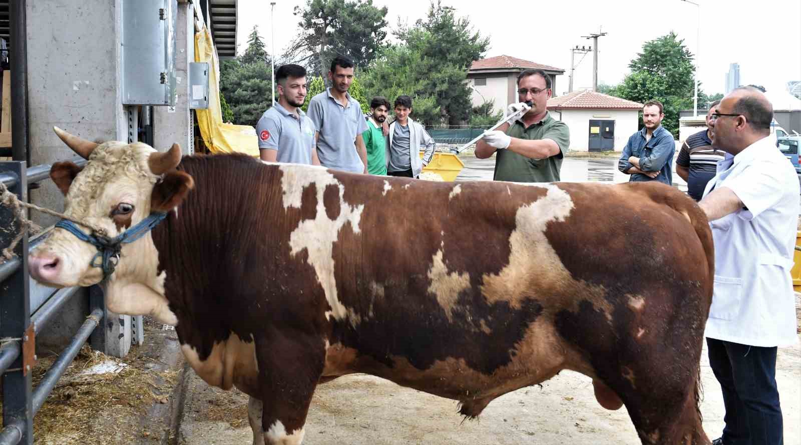 Osmangazi’de kurban yakalama timleri göreve hazı