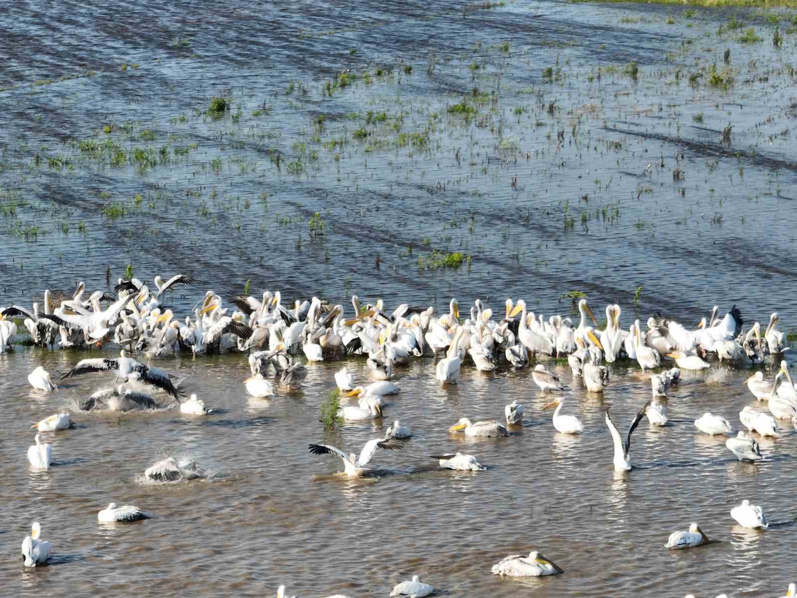 Binlerce kilometre uzaktan geldiler, Ak pelikanların banyo keyfi