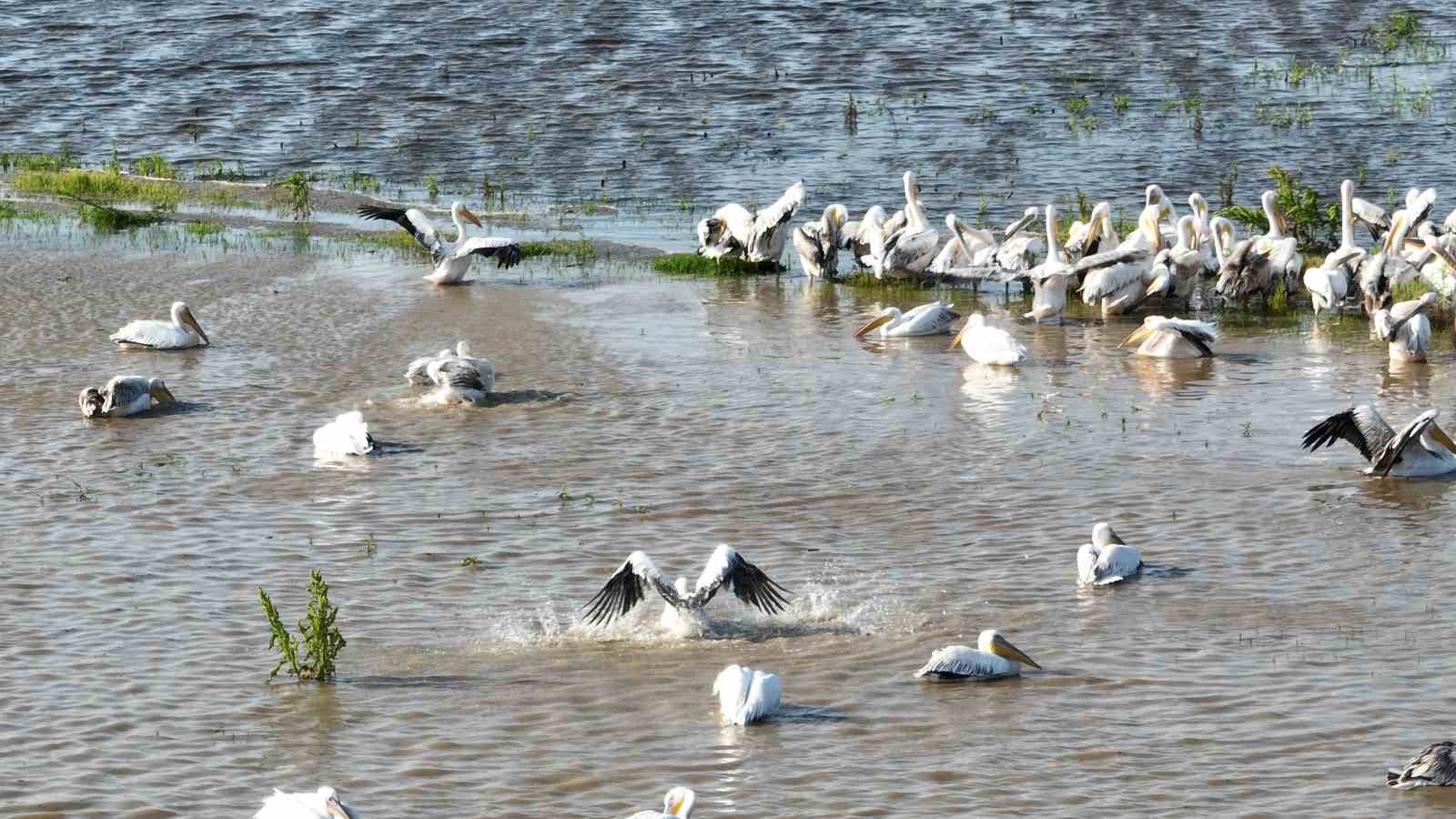 Binlerce kilometre uzaktan geldiler, Ak pelikanların banyo keyfi