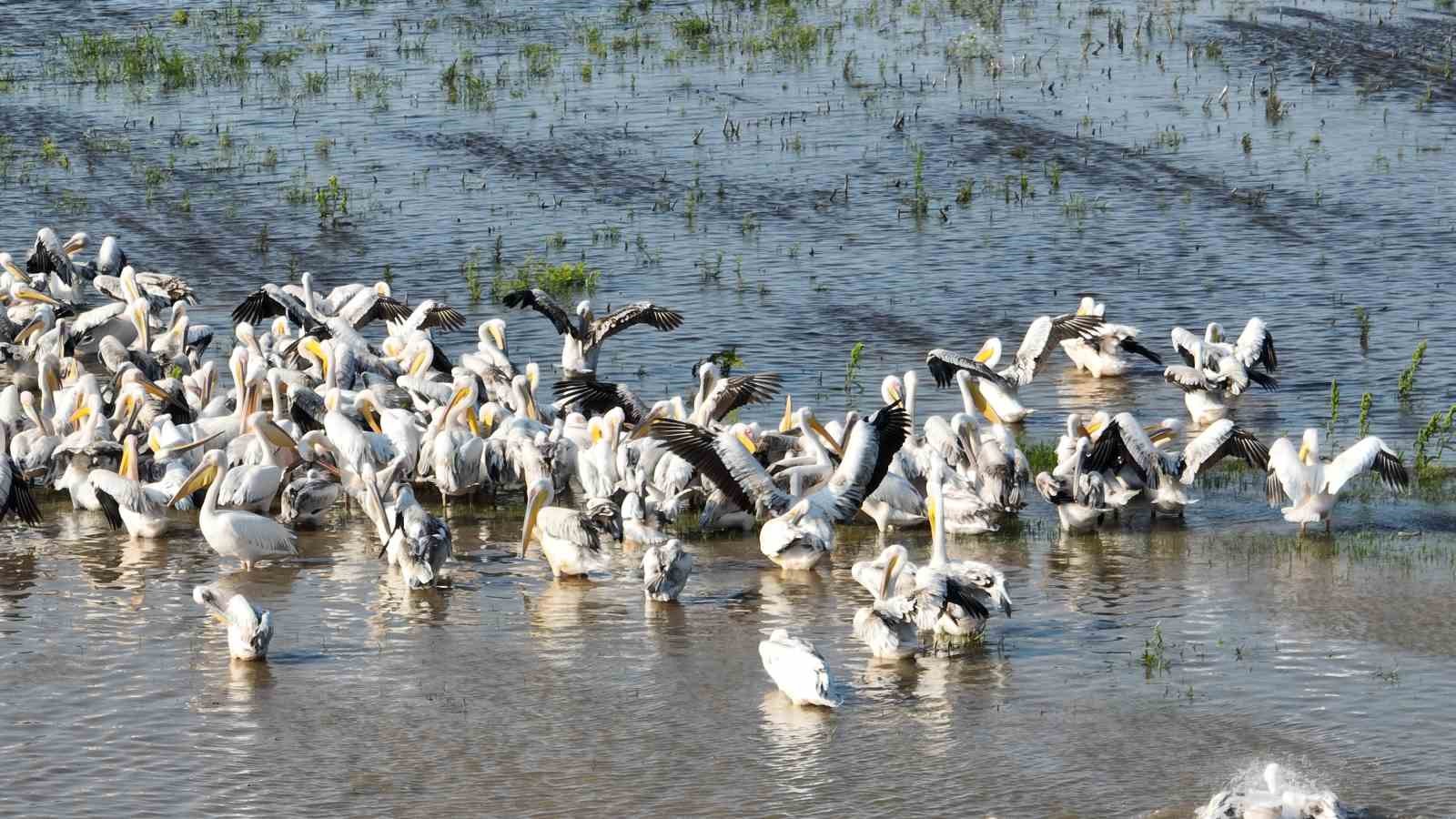 Binlerce kilometre uzaktan geldiler, Ak pelikanların banyo keyfi