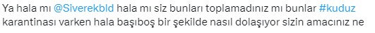 Kuduz karantinası uygulanan Siverek'te sokaklar köpek işgali altında! Belediyeye büyük tepki var