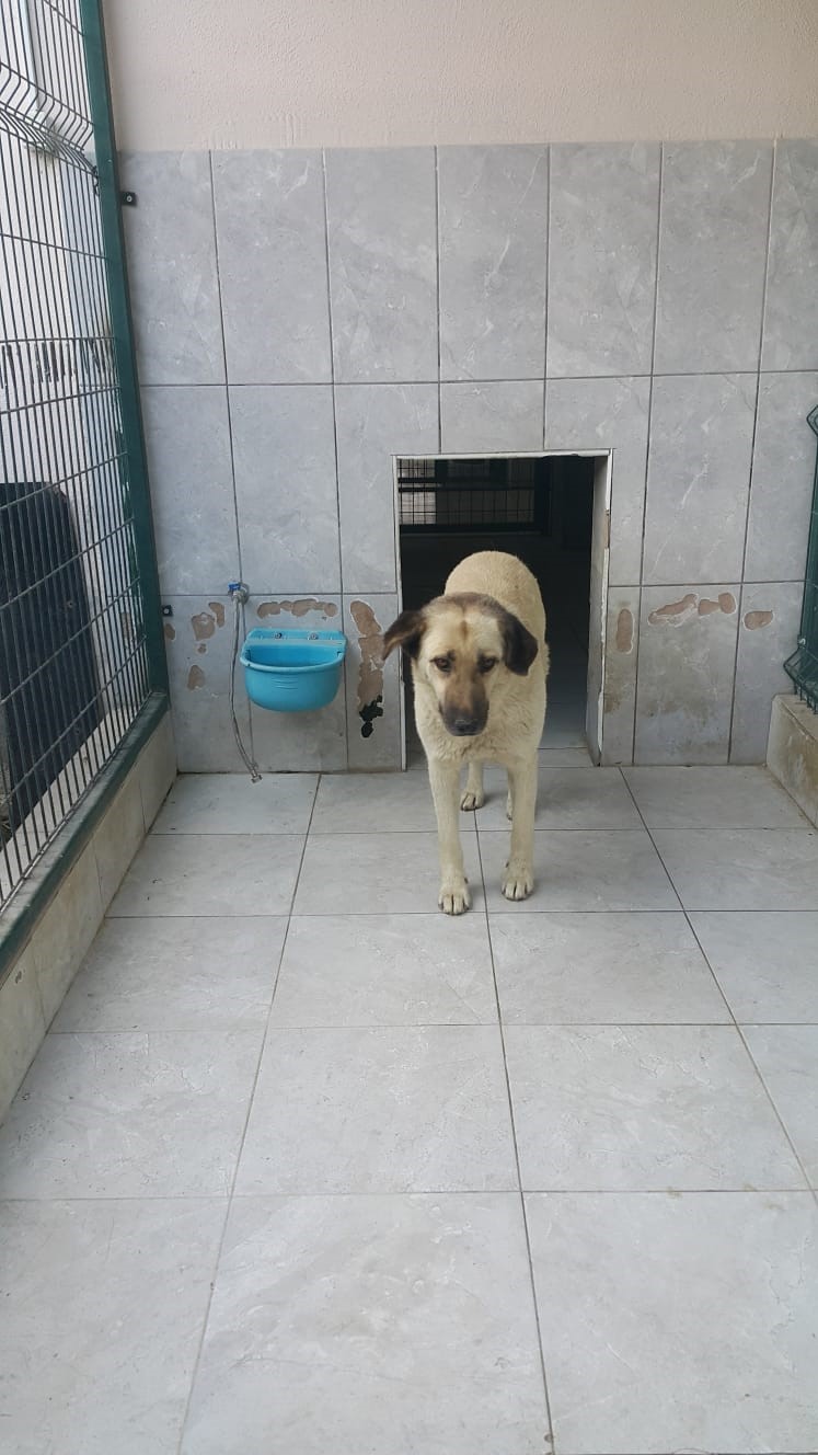 Bursa’da köpeğin saldırdığı çocuk yaralandı