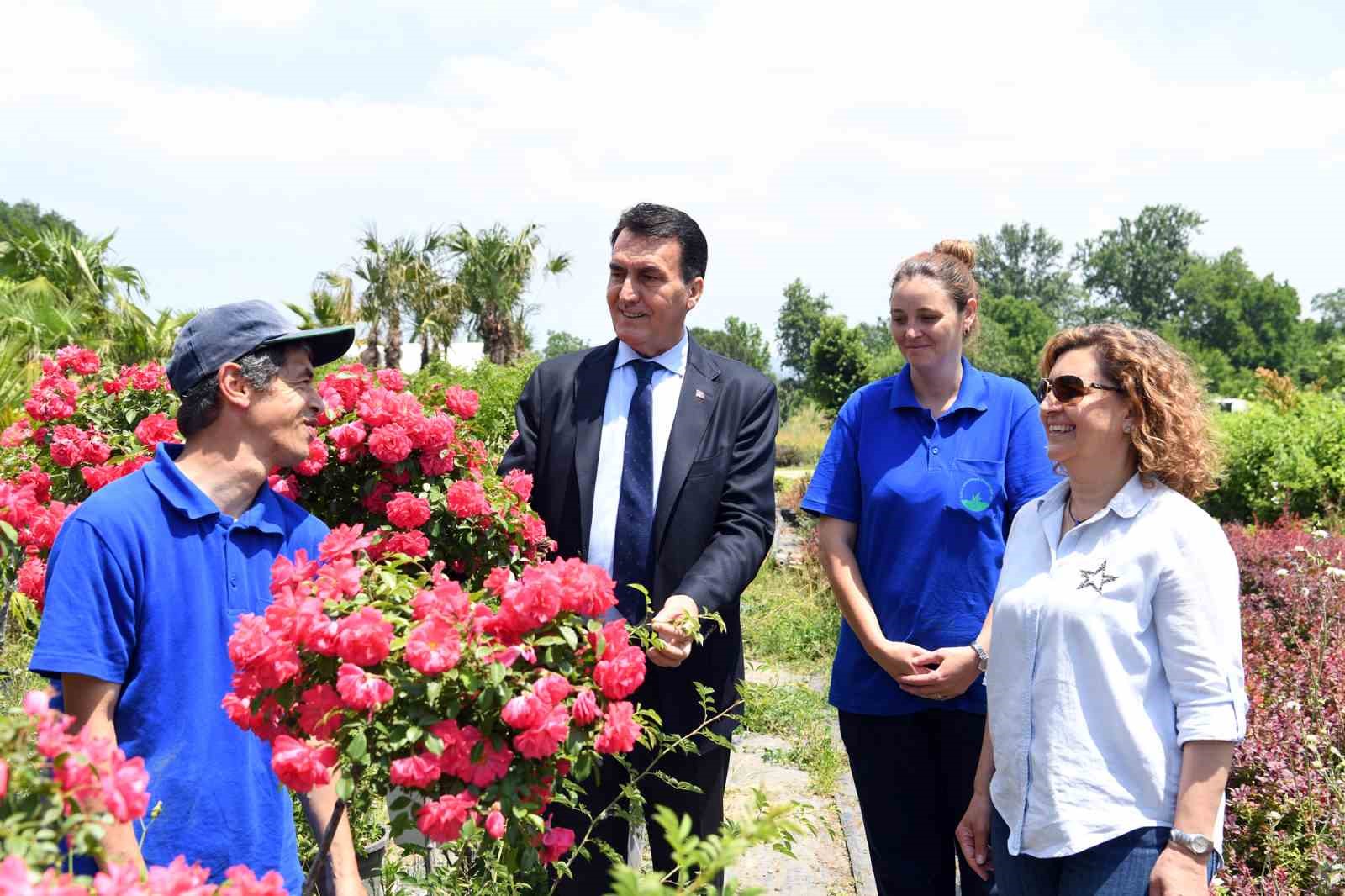 Tarihi İnkaya Çınarı geleceğe taşınıyor