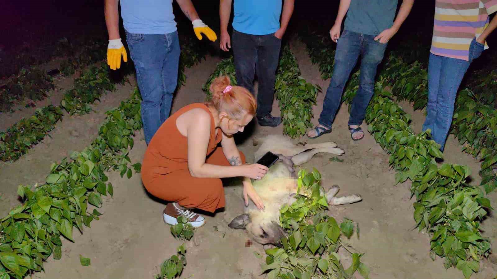 Doğum yapmış köpeği av tüfeği ile vurarak öldürdüler