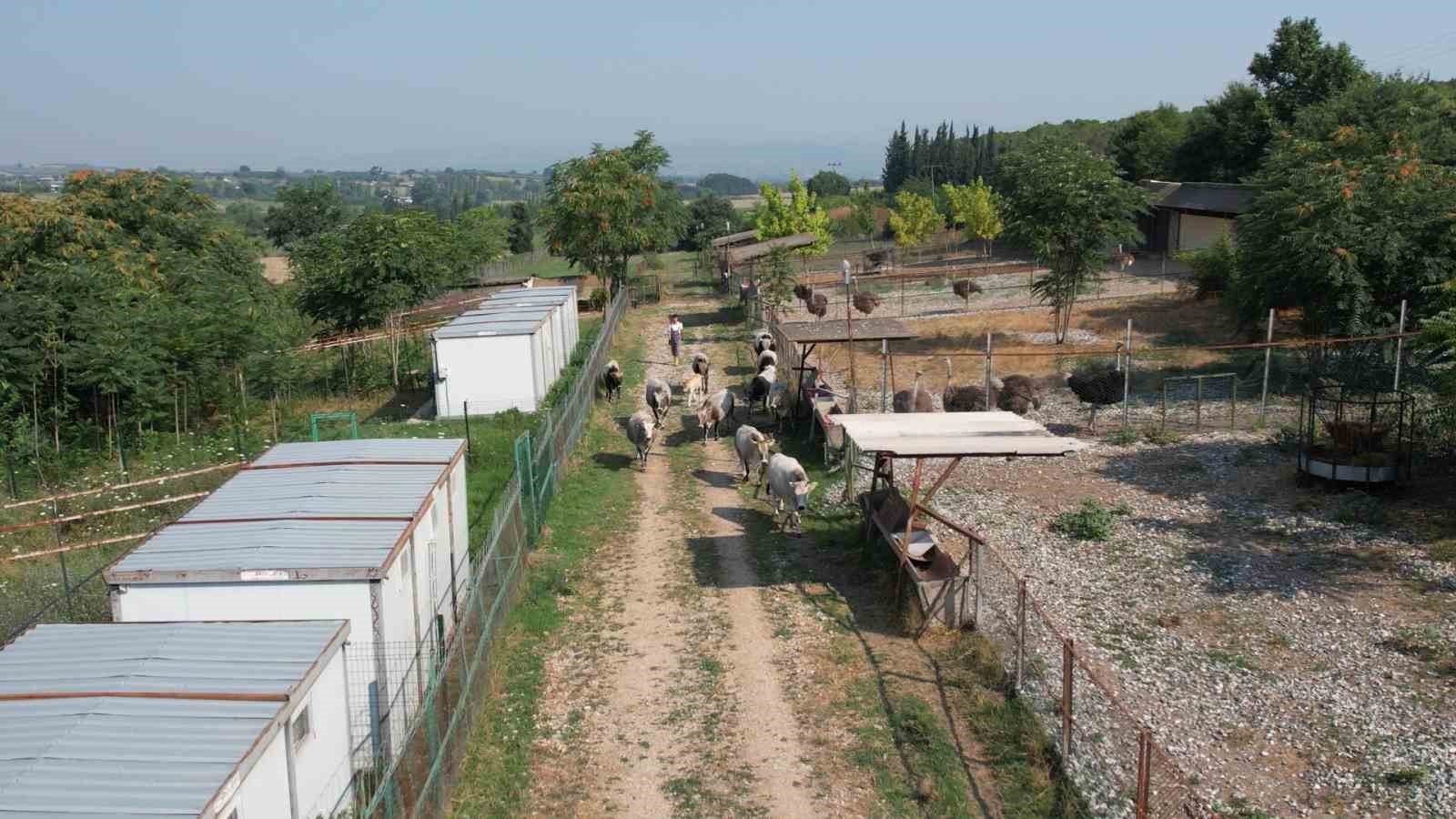 Türkiye’nin ’Boz sığır’ ırkı koruma altına alındı