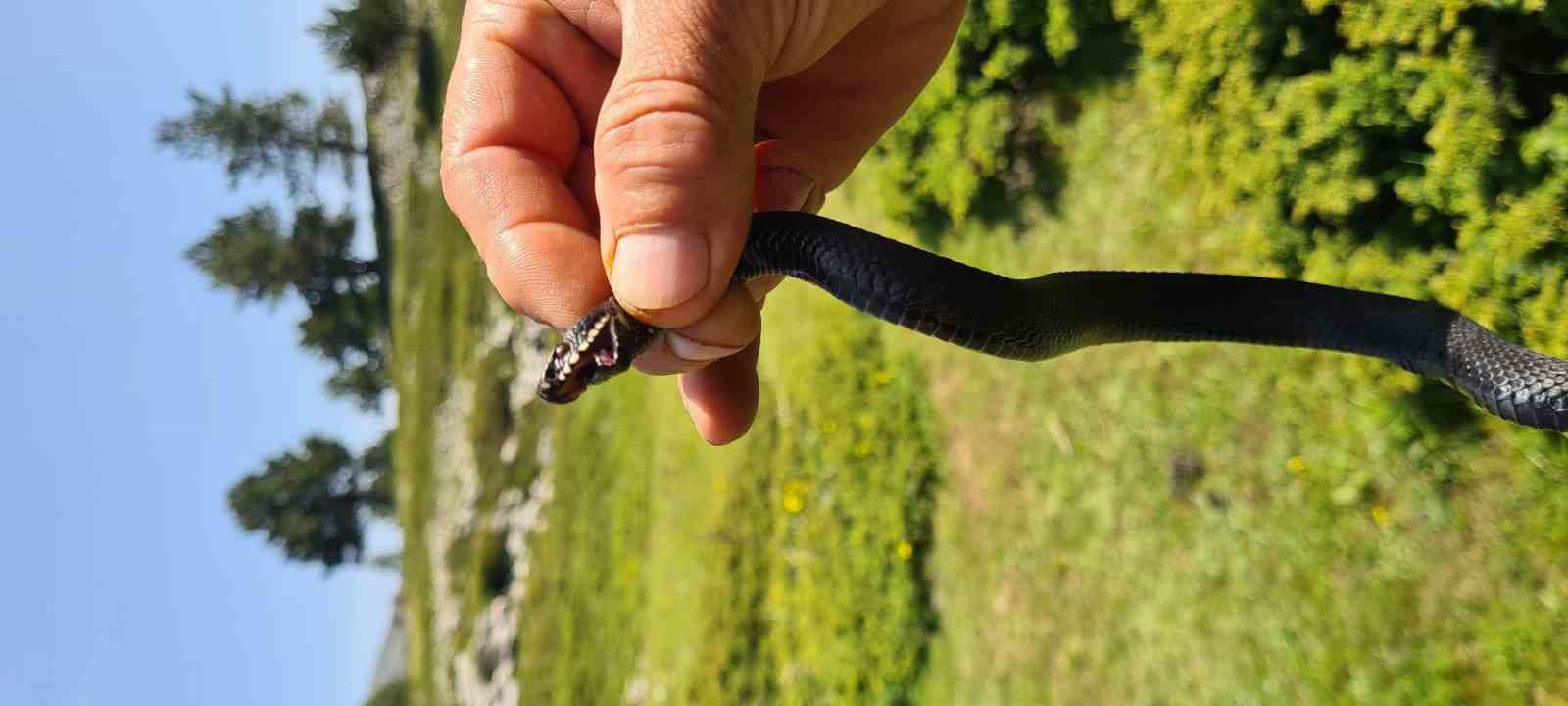 Mantar ararken zehirli Baran engereği buldu