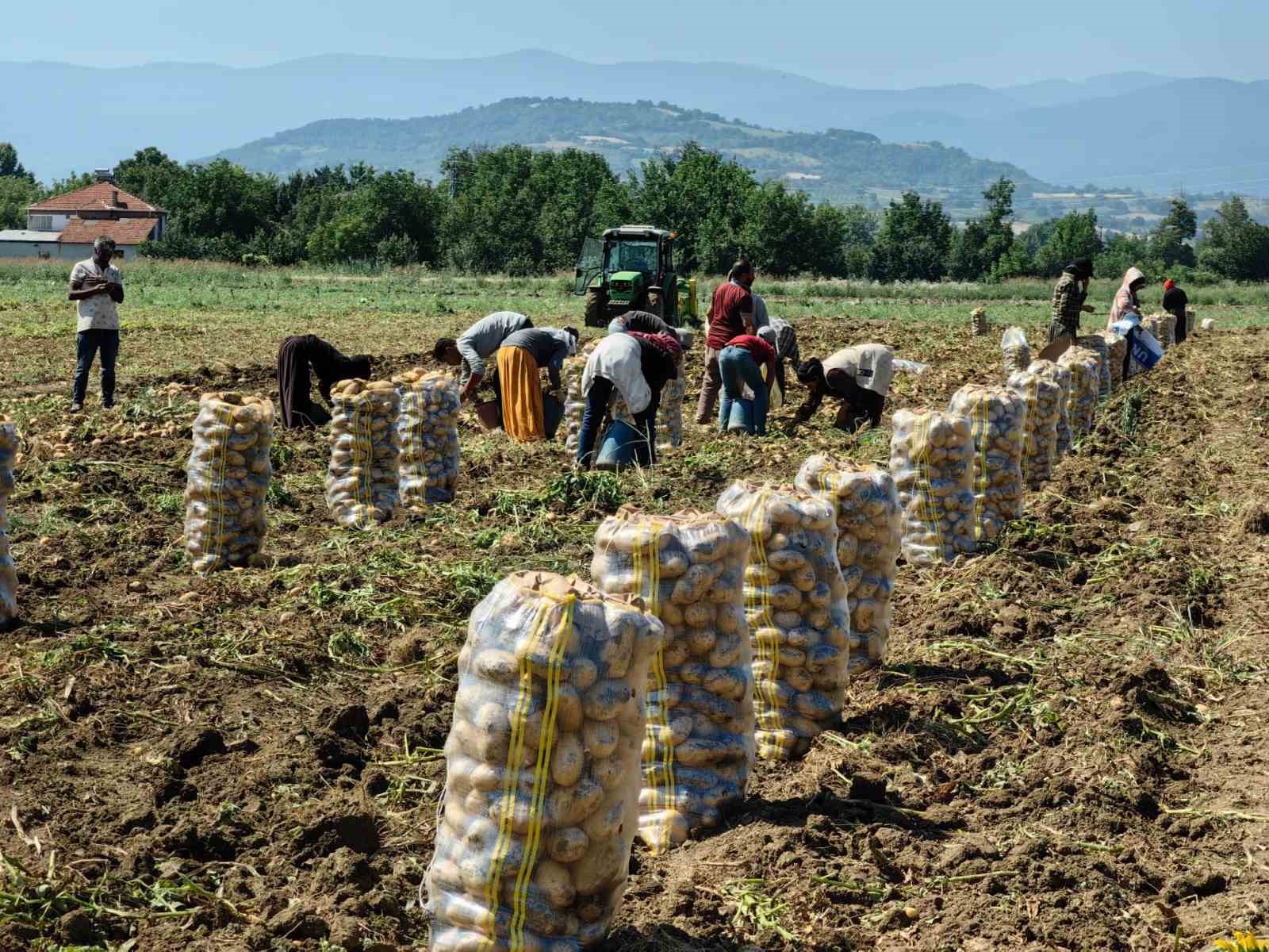 Sarı altın hasadı başladı; tarlada 13 liradan satılıyor