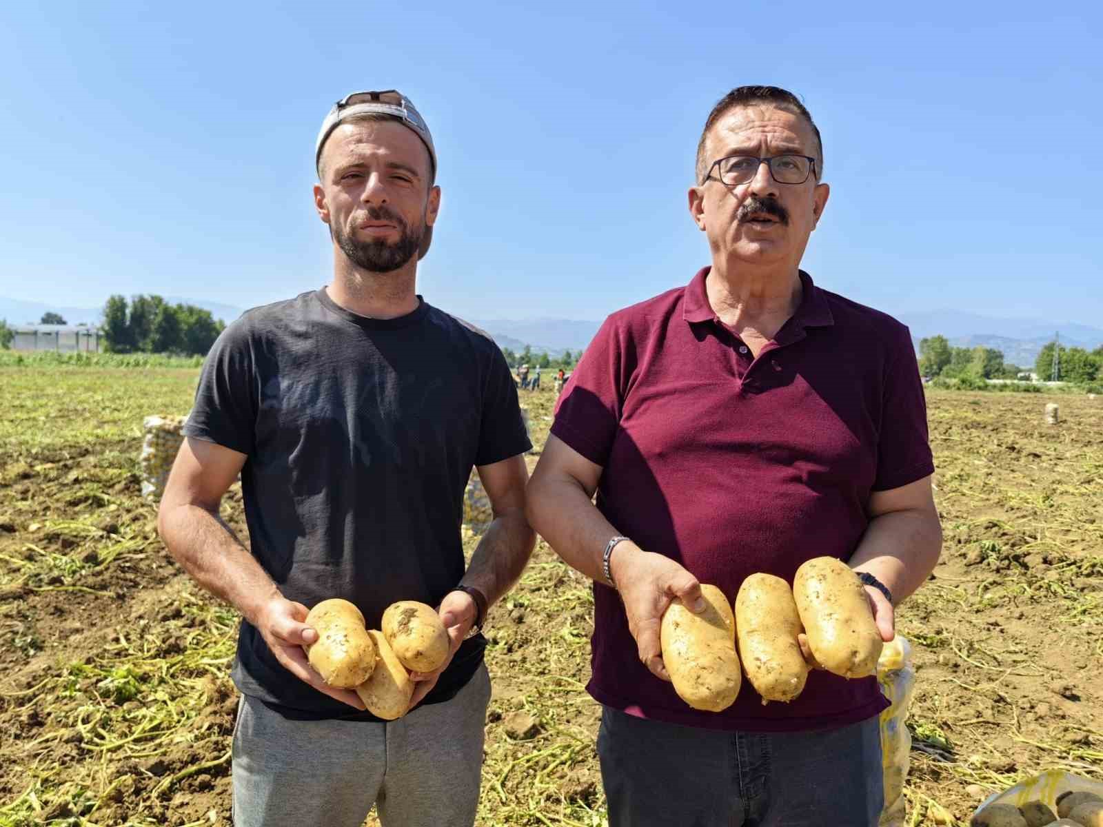 Sarı altın hasadı başladı; tarlada 13 liradan satılıyor