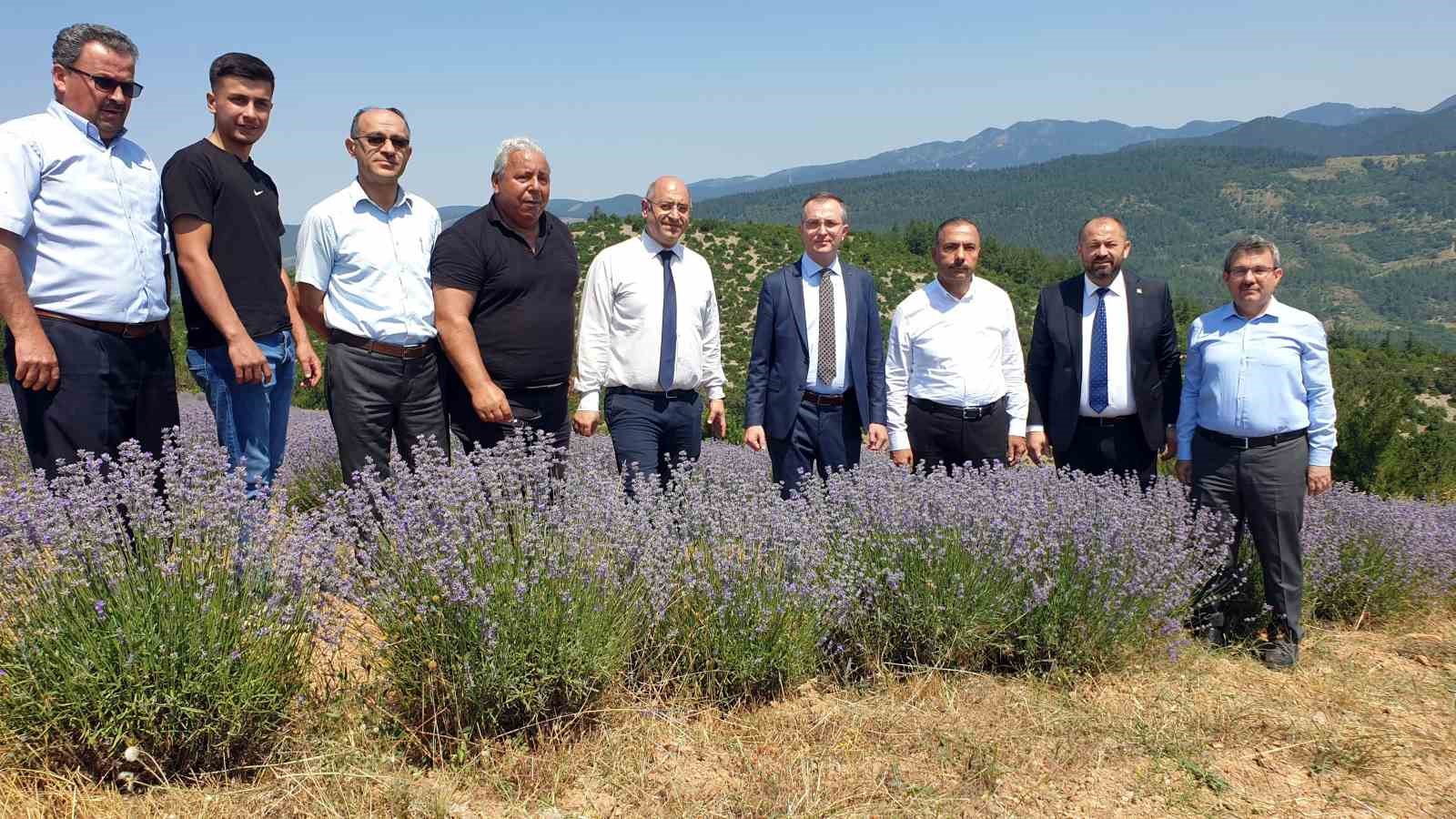 Bursa’nın dağlarında yetişen lavantaların hasadı başladı