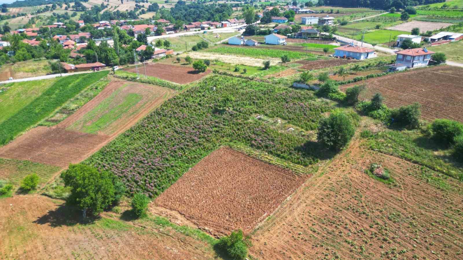 Ekinezya hasat için gün sayıyor