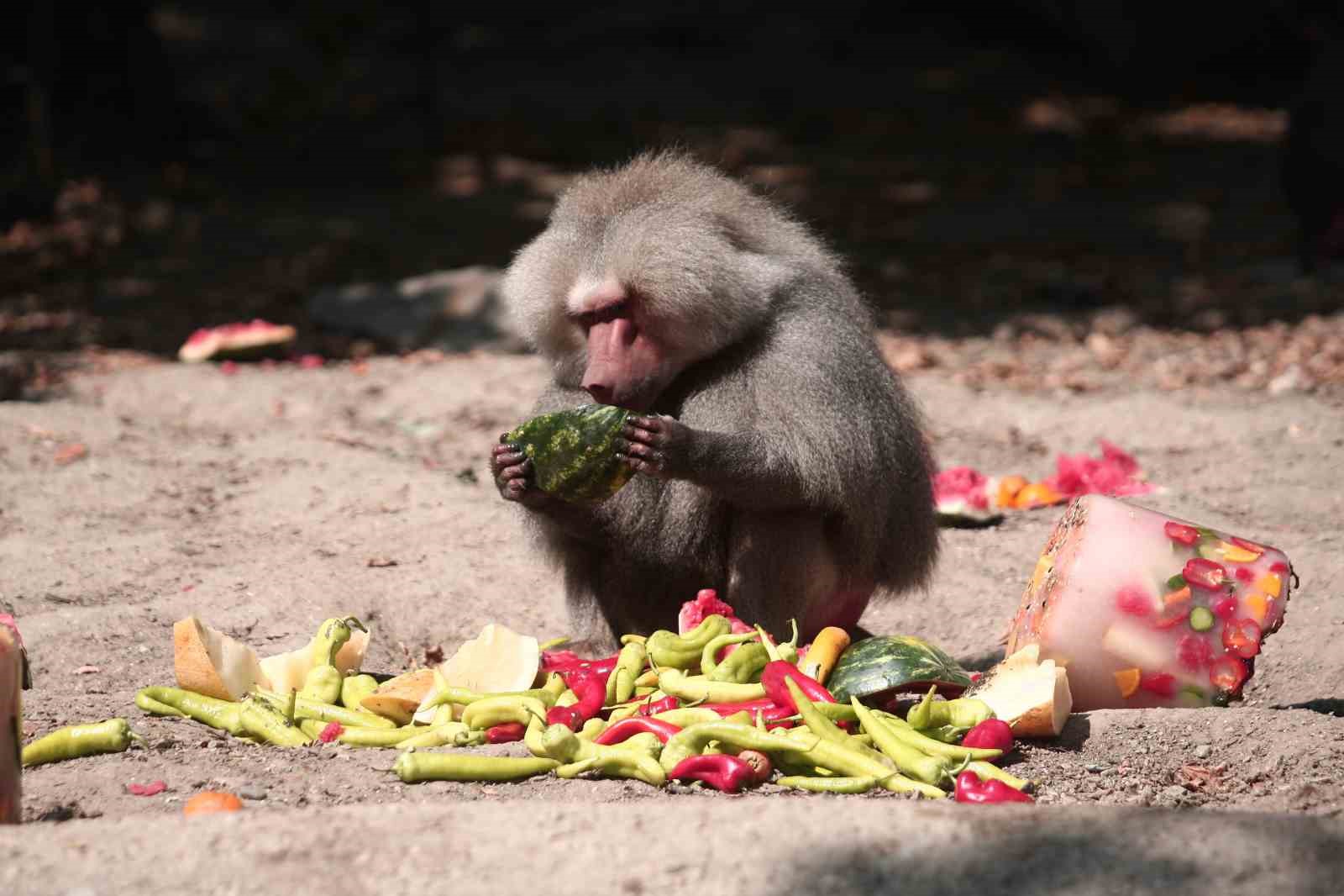 Zoopark’ta 40 derece sıcakta buzlu meyve keyfi