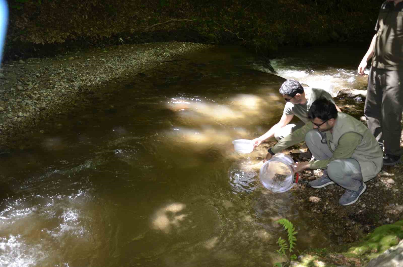 Bursa derelerine 9 bin adet alabalık bırakıldı