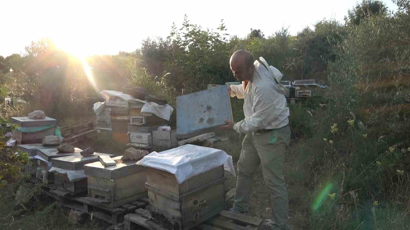 Bursa’da ilginç hırsızlık...Arıları kovanlarıyla birlikte çaldılar