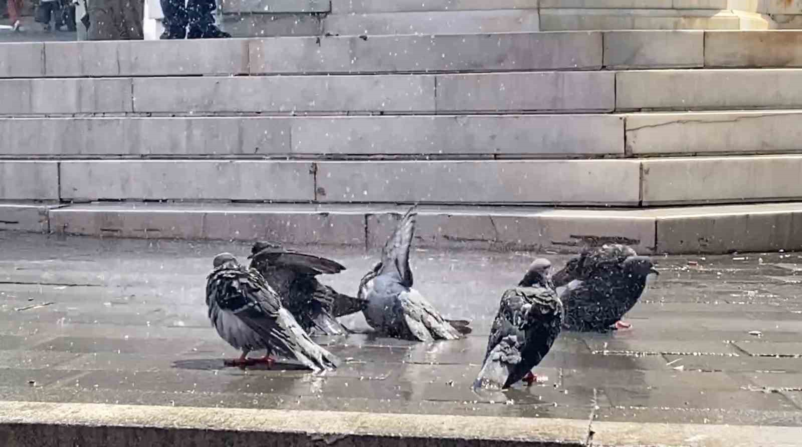 Bursa’da güvercinler kanatlarını açıp böyle serinledi