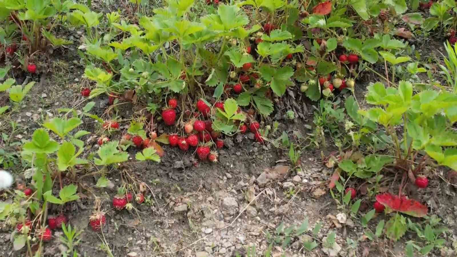 Bursa’da çilek üreticisine şok...Geçen yıl 18 liraydı, bu yıl 5 lira