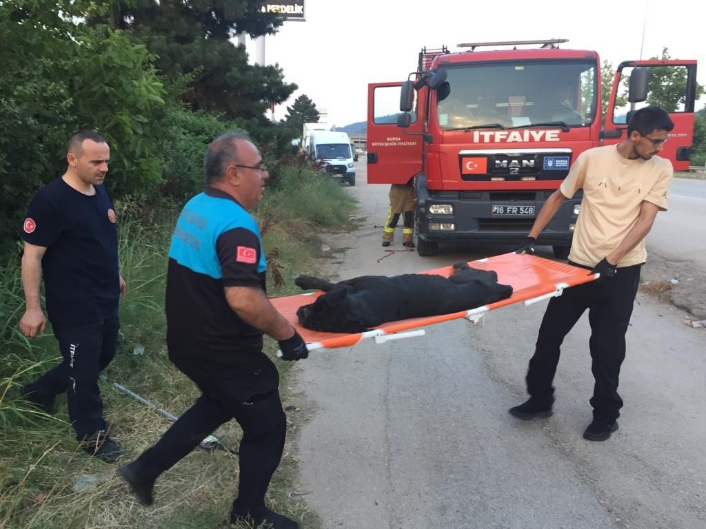 Kuyuda mahsur kalan köpek 1 saatlik çalışma sonucu kurtarıldı