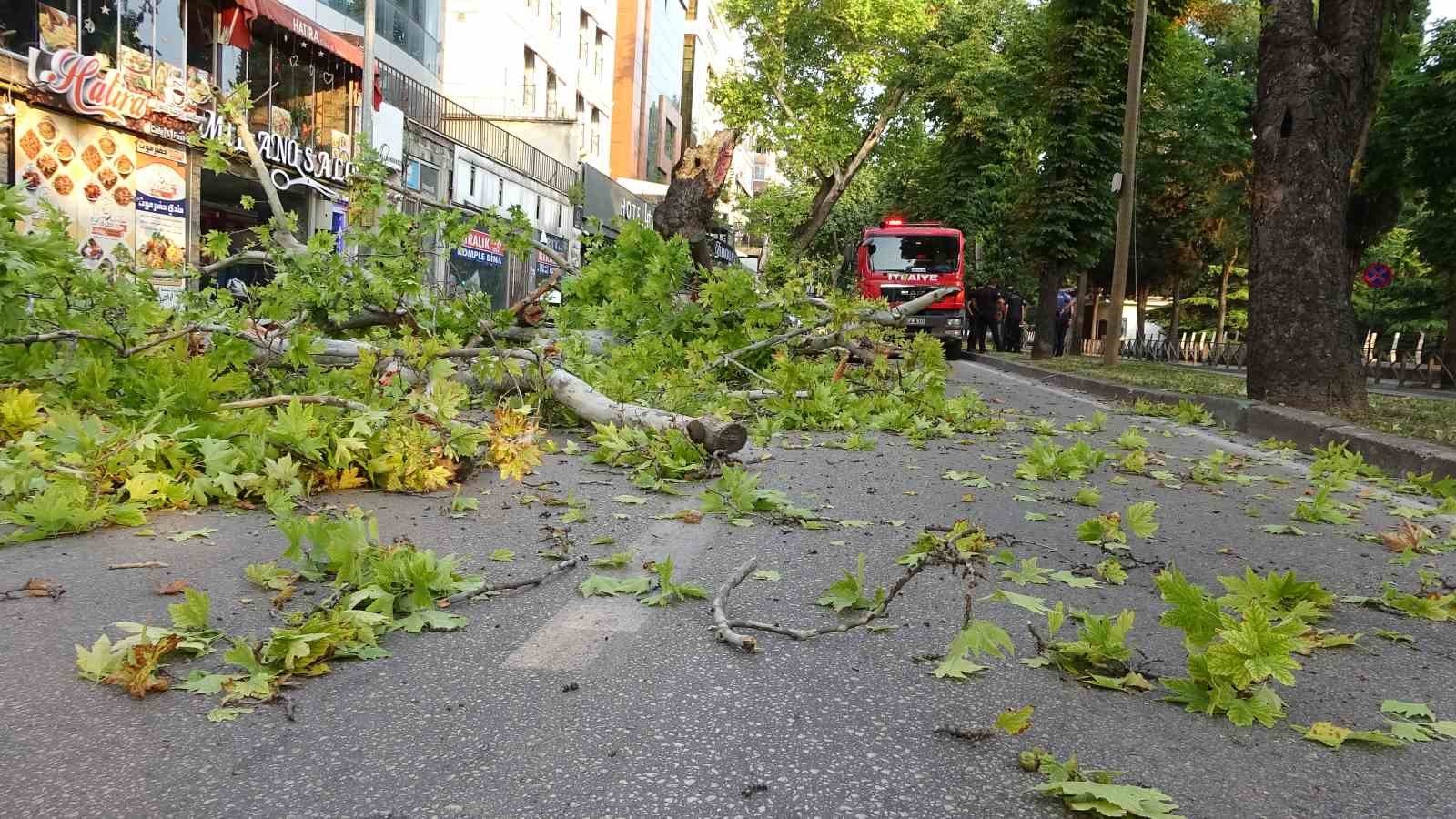 Bursa’da kökleri çürüyen asırlık çınar ağacı devrildi