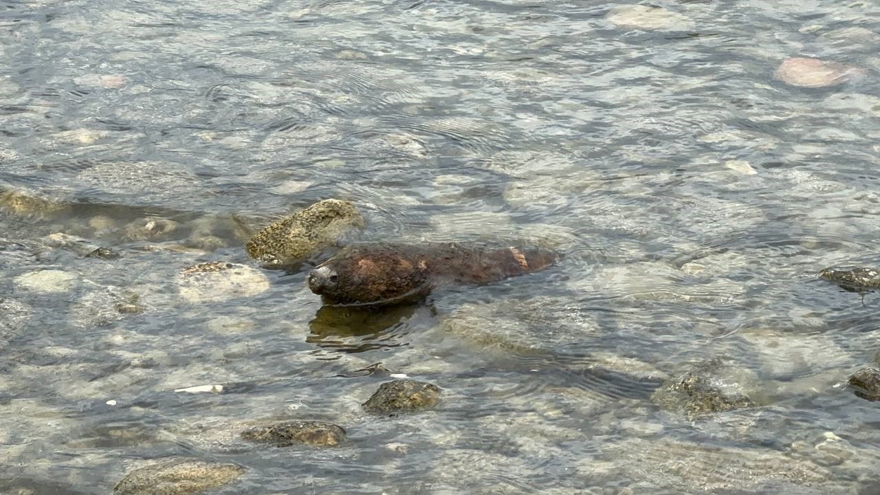 İznik Gölü’nde top mermisi bulundu