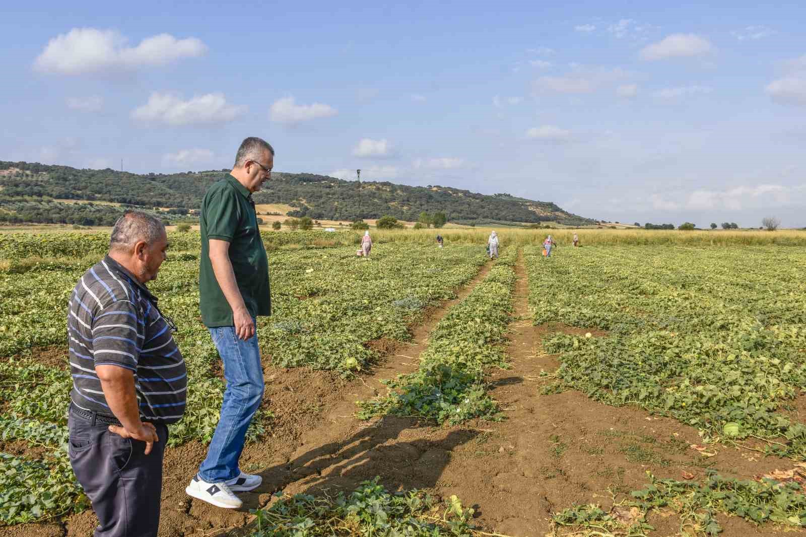 Karacabeyli çiftçiler kavun hasadından memnun