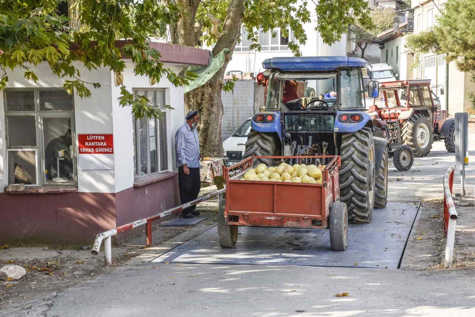 Karacabeyli çiftçiler kavun hasadından memnun