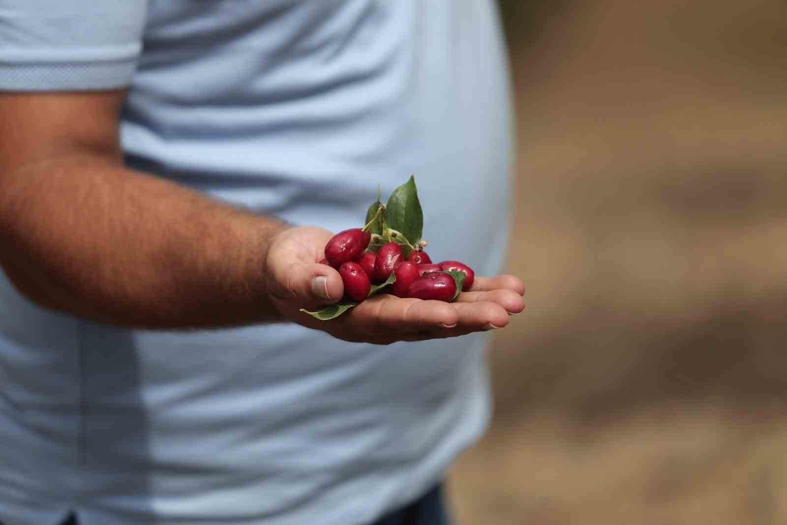 (Özel) Kızılcıkta hasat zamanı