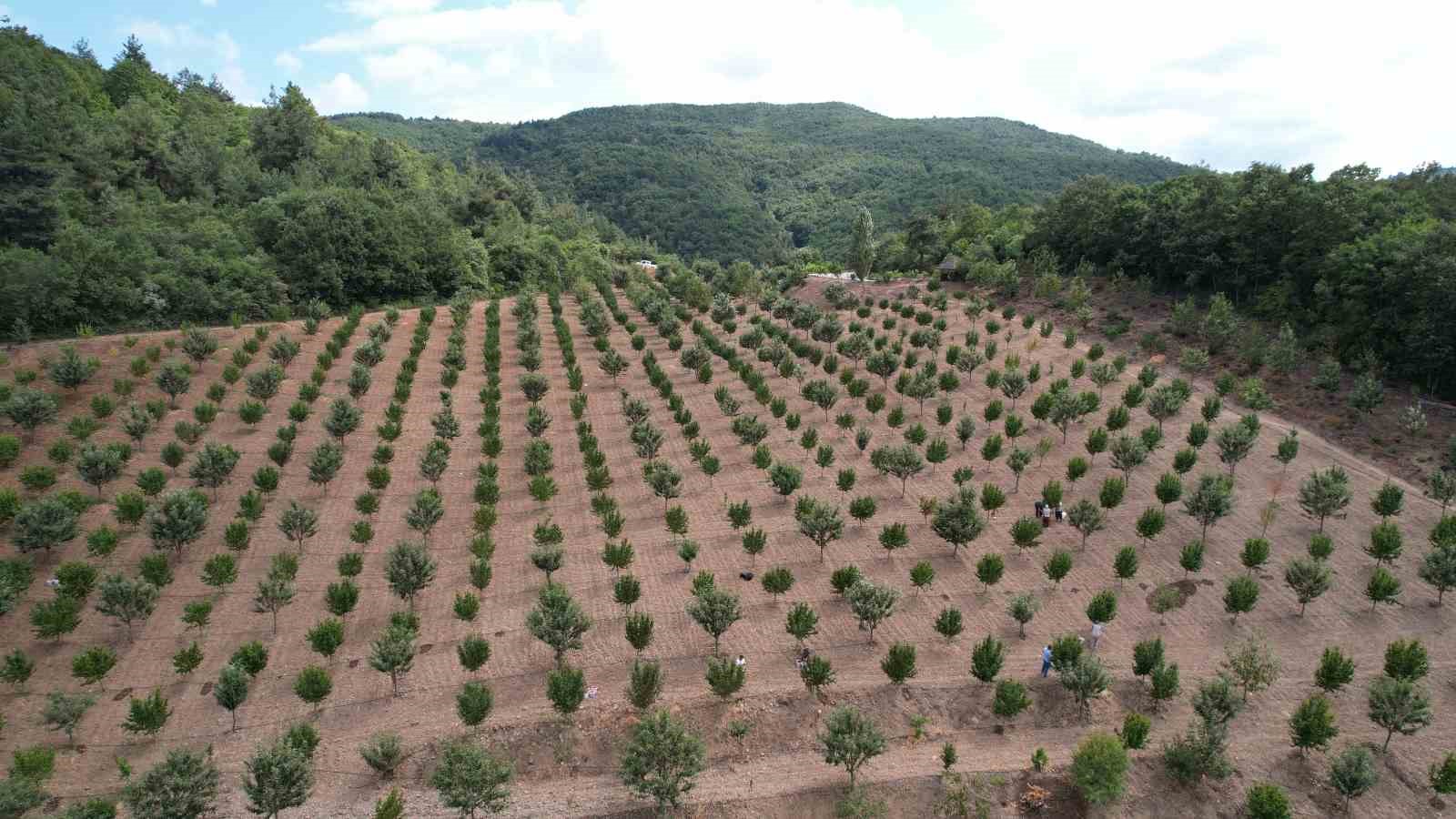 (Özel) Kızılcıkta hasat zamanı