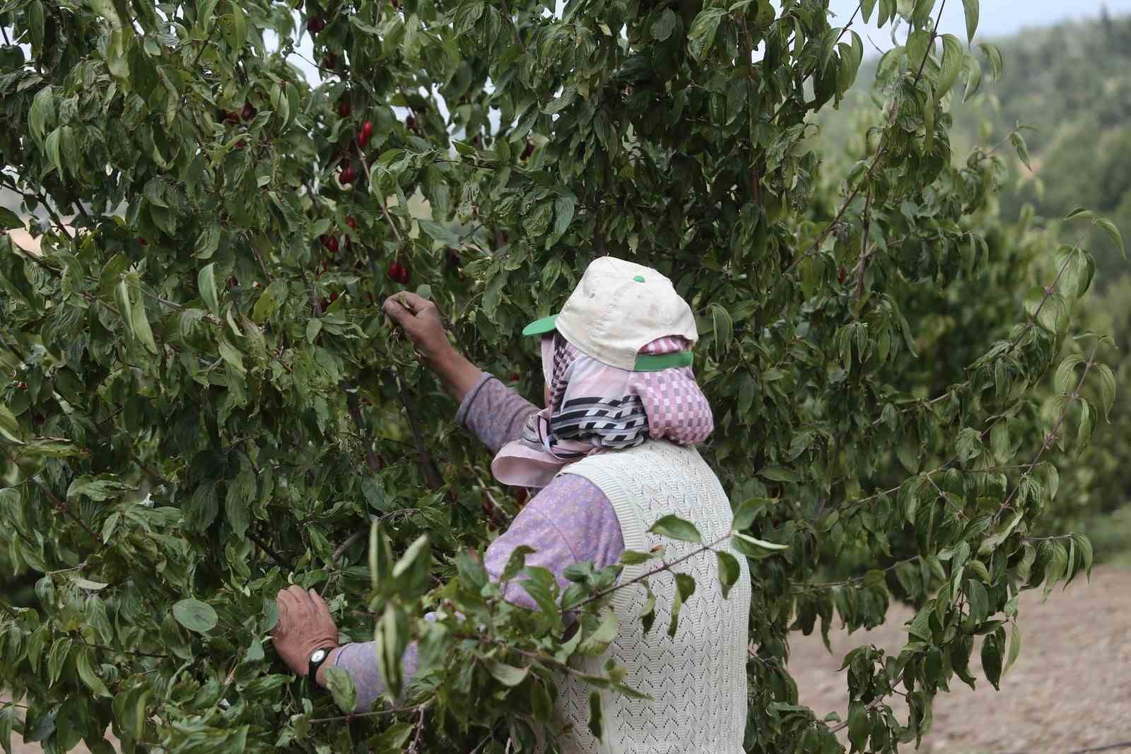 (Özel) Kızılcıkta hasat zamanı