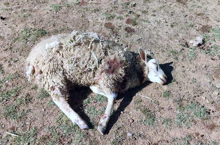 Başıboş köpekler şehrin merkezindeki çiftliğe saldırdı