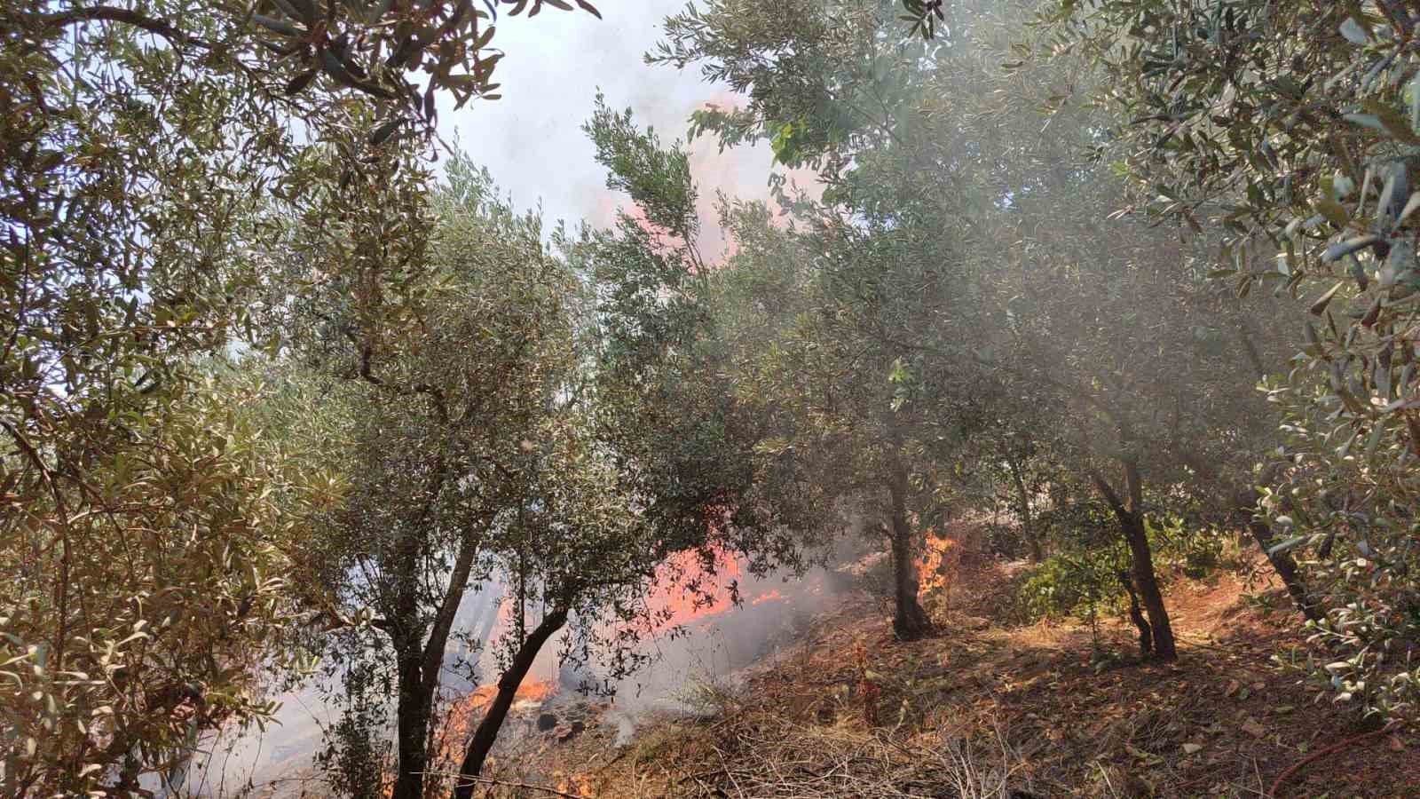 Bursa’da dört noktada aynı anda yangın