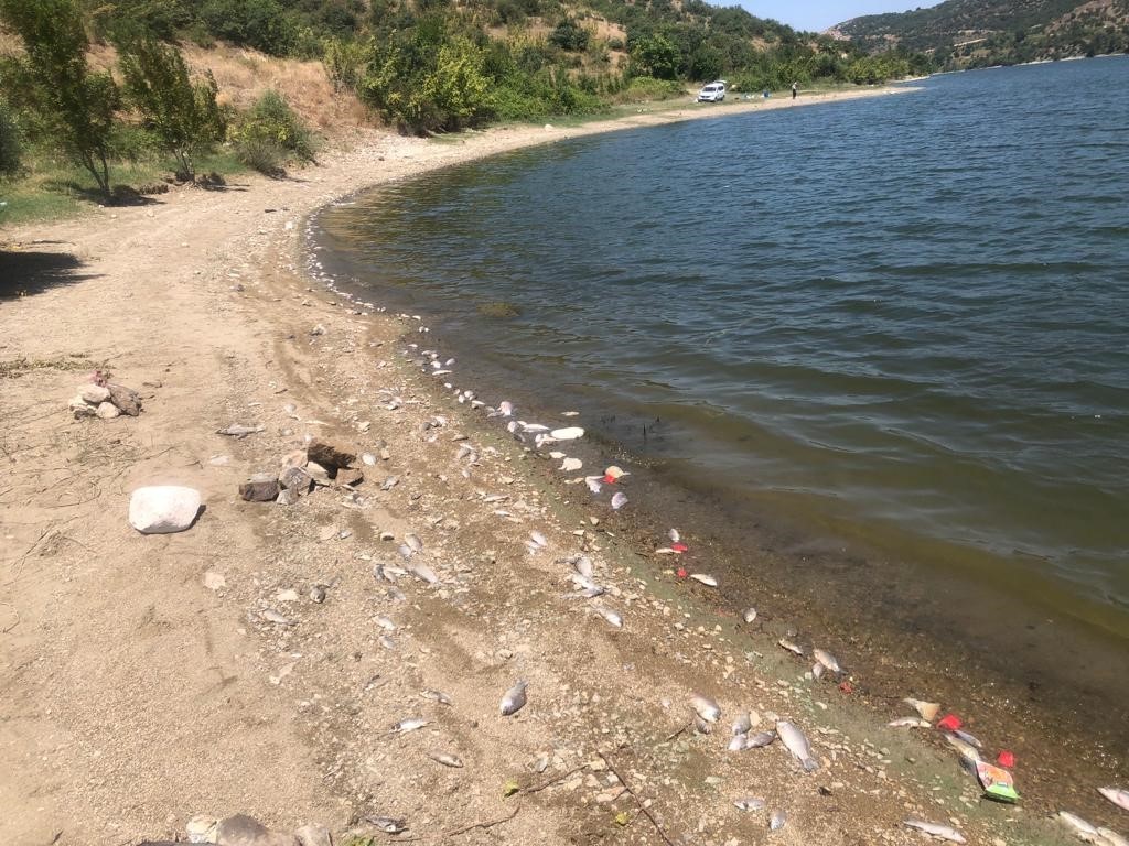 Boğazköy baraj gölünde ölen balıklar karaya vurdu