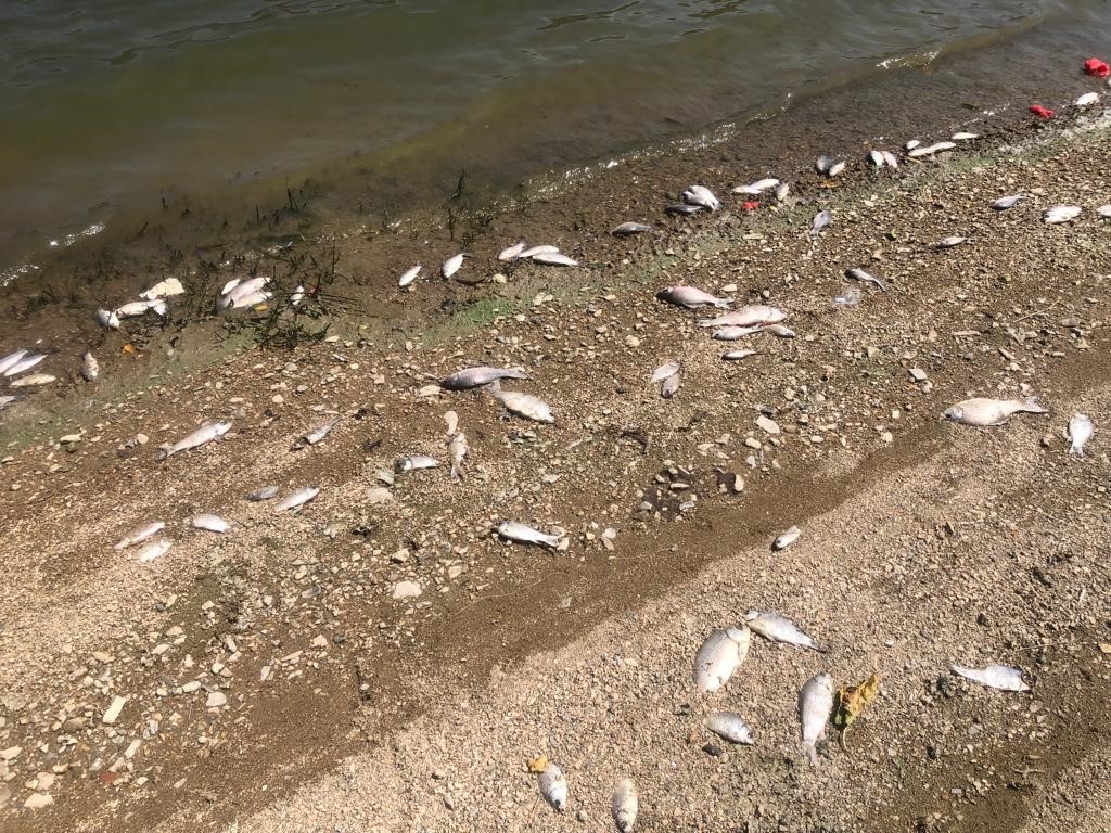 Boğazköy baraj gölünde ölen balıklar karaya vurdu