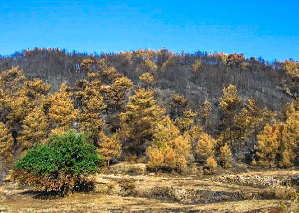 Orman yangınlarına ilaç olacak! Ücretsiz dağıtıldı