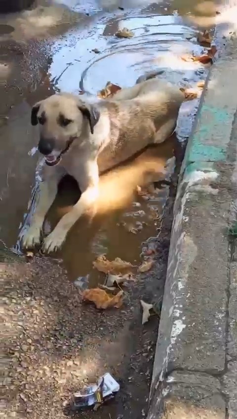 40 derecelere ulaşan hava sıcaklıkları hem vatandaşları hem de hayvanları bunalttı