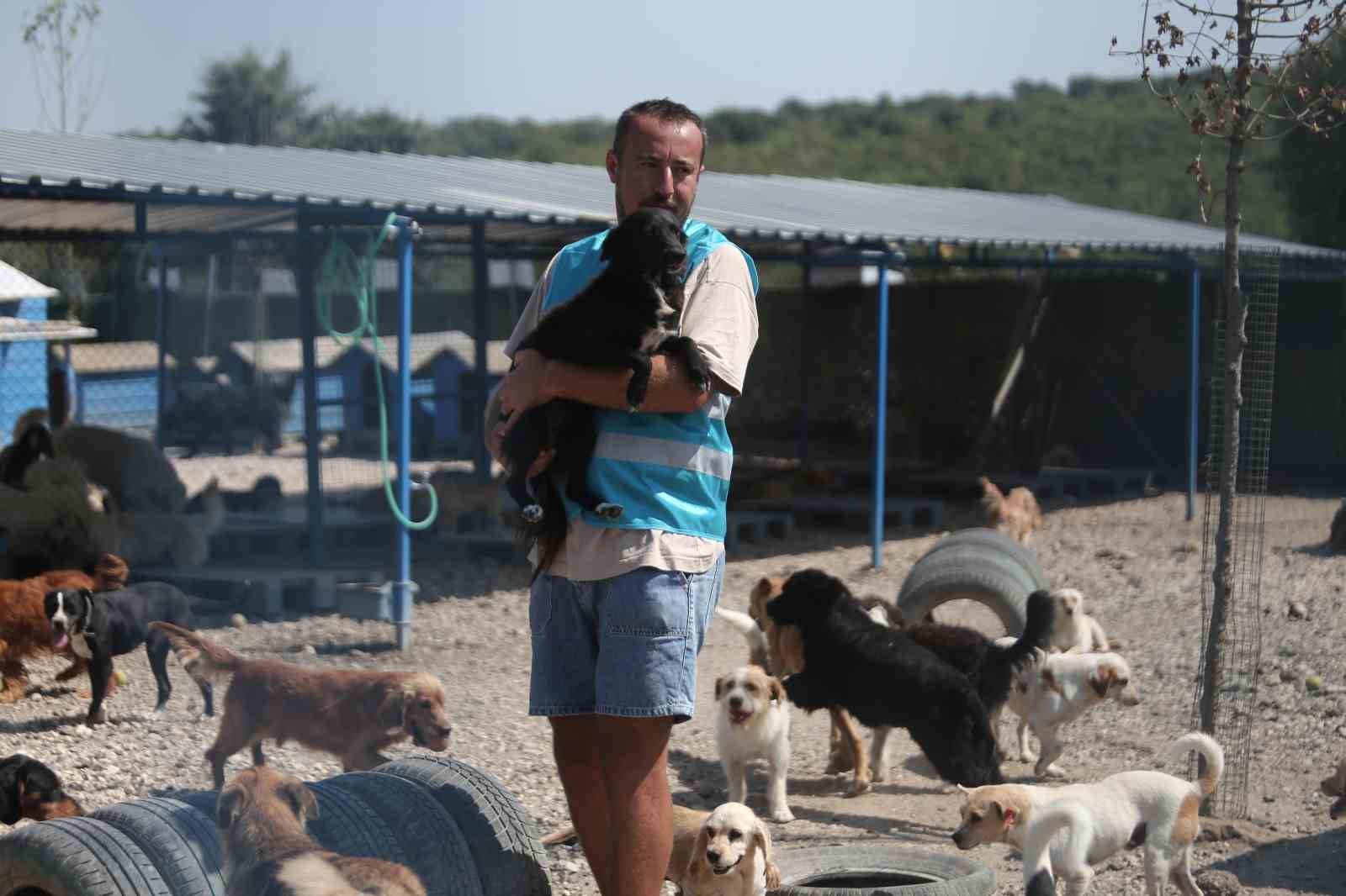 (Özel) Pandemide dost ve arkadaş olan cins köpekler kaderine terk edildi, yüzlerce üretim çiftliği kapandı