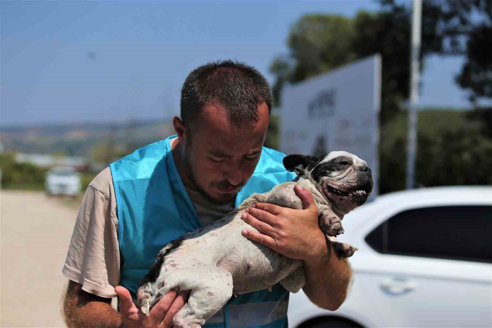 (Özel) Pandemide dost ve arkadaş olan cins köpekler kaderine terk edildi, yüzlerce üretim çiftliği kapandı